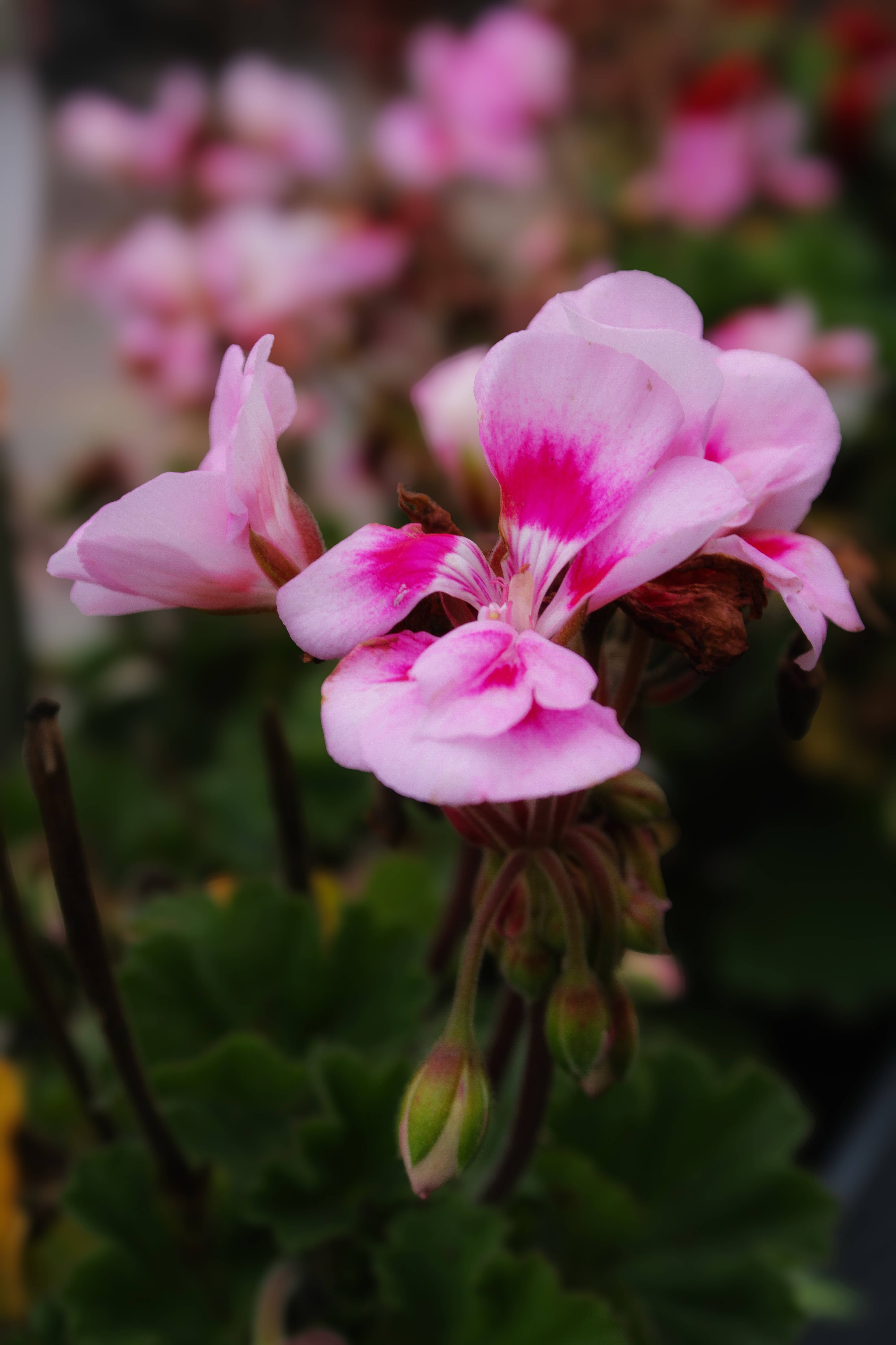 blume