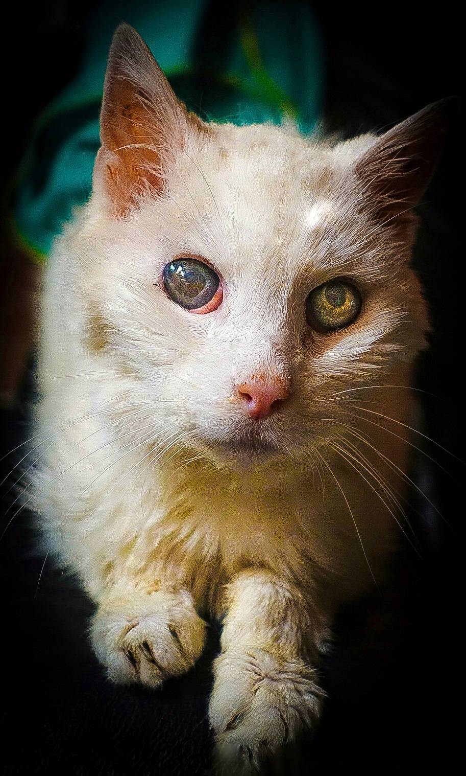 katze