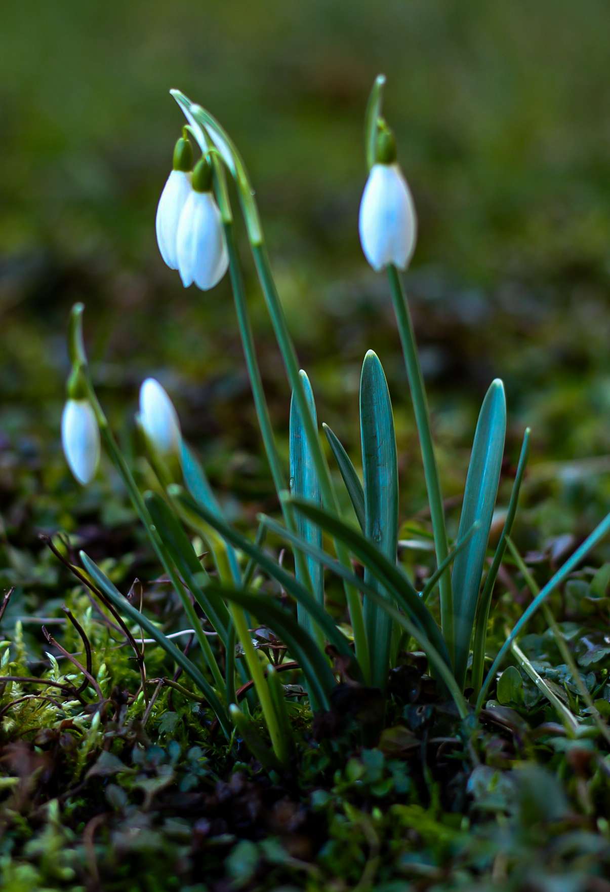blume